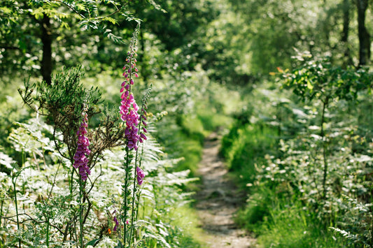 Glorious glamping at one of the UK's top 20 glampsites and 10% off holidays!